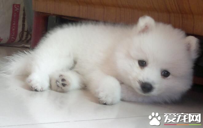 銀狐犬掉毛嗎 銀狐犬也會季節性的掉毛