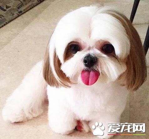 西施犬喜歡什麼 西施犬最喜歡吃什麼
