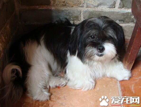 西施犬喜歡什麼 西施犬最喜歡吃什麼