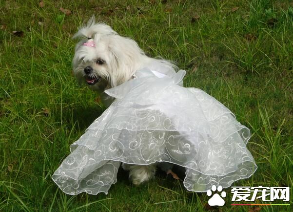 西施犬有黑色的嗎 西施犬也是有黑色的