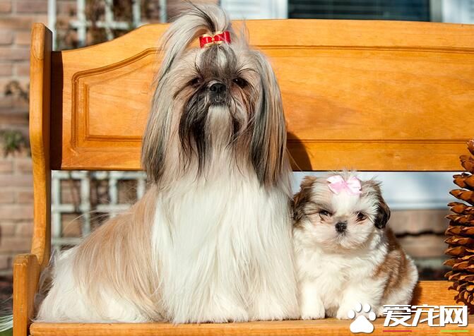 西施犬有個性嗎 西施犬很聰明忠實友善