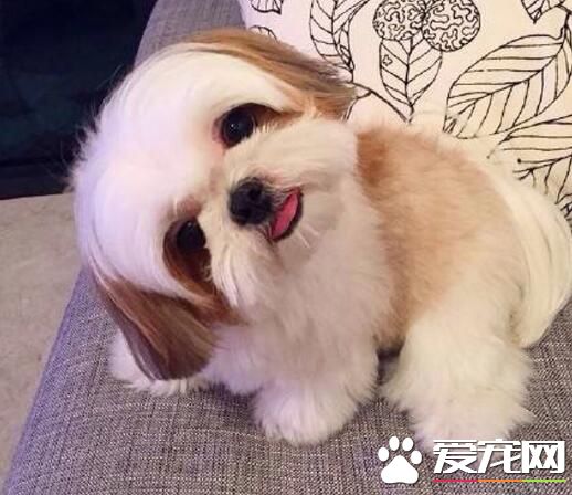 西施犬有個性嗎 西施犬很聰明忠實友善