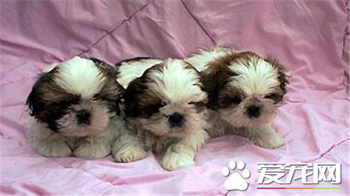 西施犬有個性嗎 西施犬很聰明忠實友善