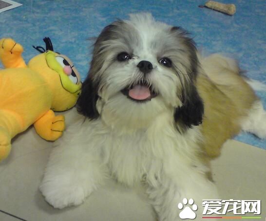 西施犬有多長壽命 西施犬可以活到10到15歲