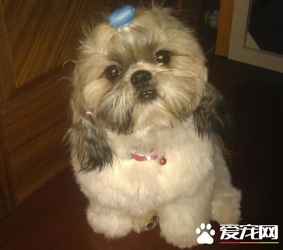 西施犬洗澡 如何讓西施犬變得更加漂亮