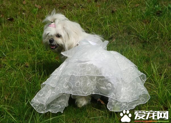西施犬洗澡 如何讓西施犬變得更加漂亮