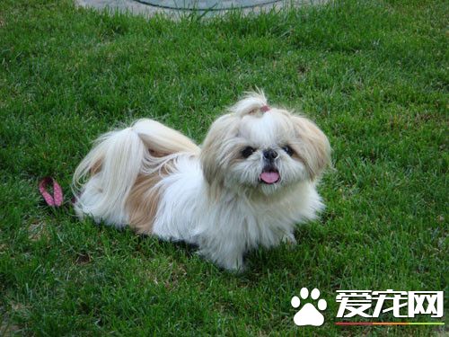 西施犬洗澡 如何讓西施犬變得更加漂亮