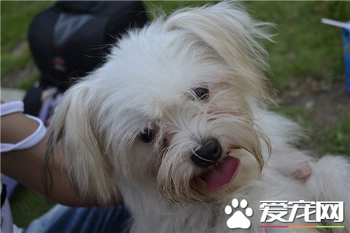 西施犬習性 成犬可與具愛心幼童相處無礙