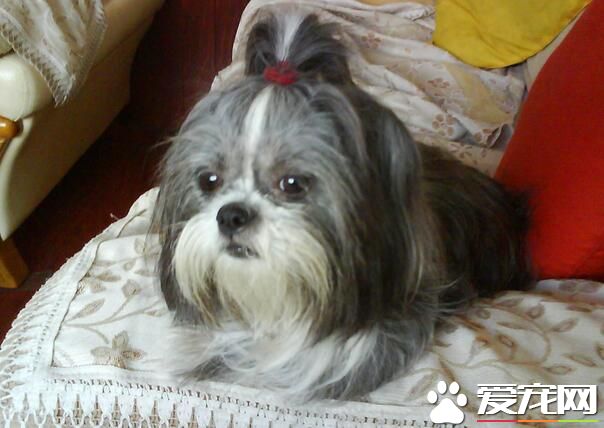 西施犬習性 成犬可與具愛心幼童相處無礙