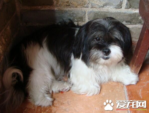 西施犬挑食嗎 西施犬是比較挑食的狗狗