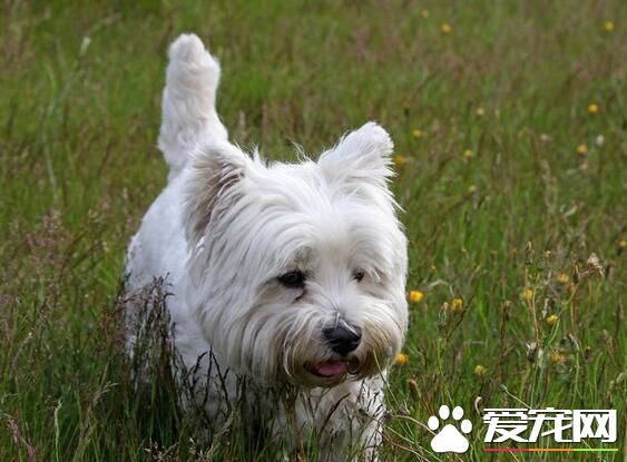 西施犬習性 成犬可與具愛心幼童相處無礙