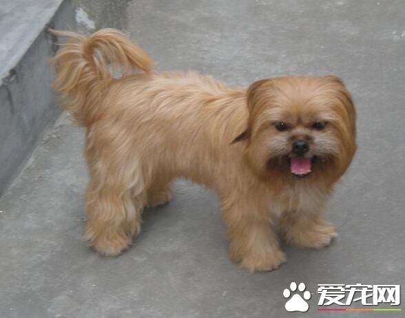 西施犬挑食嗎 西施犬是比較挑食的狗狗