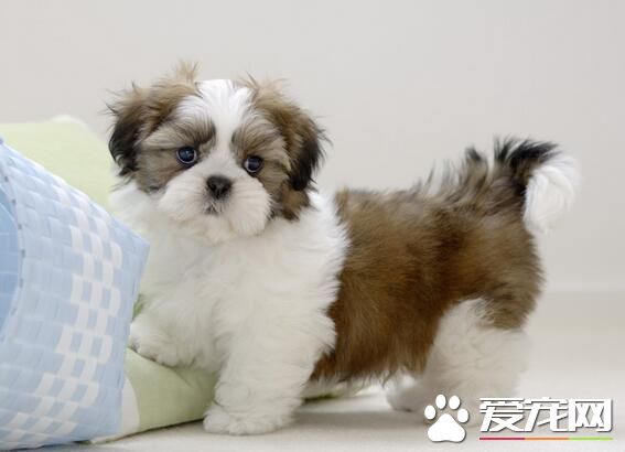 西施犬特征 西施犬面部比較短且飽滿