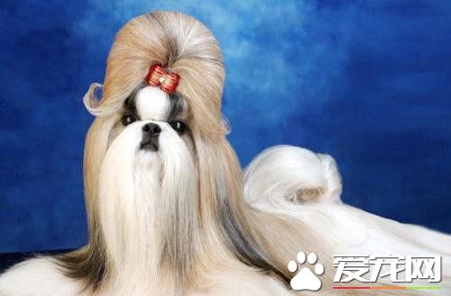 西施犬特征 西施犬面部比較短且飽滿