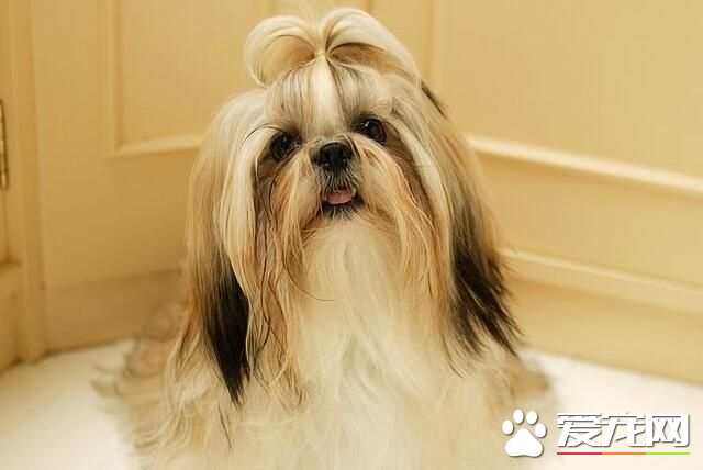 西施犬特征 西施犬面部比較短且飽滿
