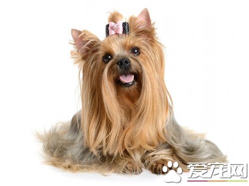 西施犬特點 西施犬對所有人都十分友好