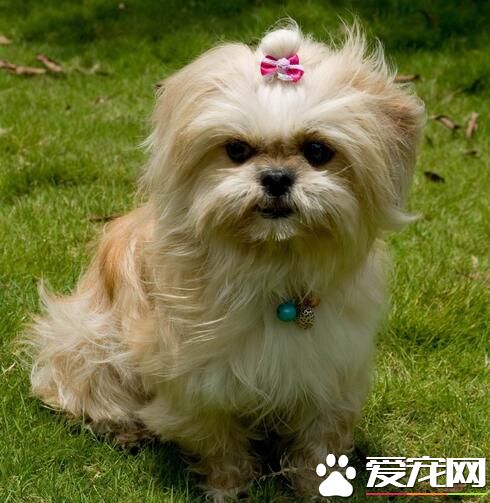 西施犬特點 西施犬對所有人都十分友好