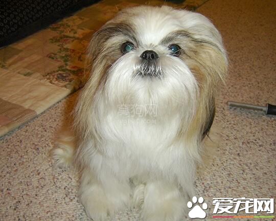 西施犬特點 西施犬對所有人都十分友好