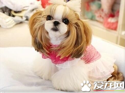 西施犬壽命多長 西施犬的壽命在12到14年