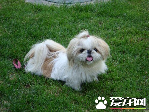 西施犬壽命多長 西施犬的壽命在12到14年