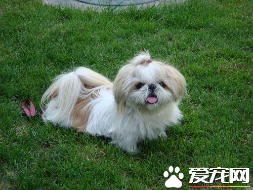 西施犬身長 西施犬的理想尺寸是9到10