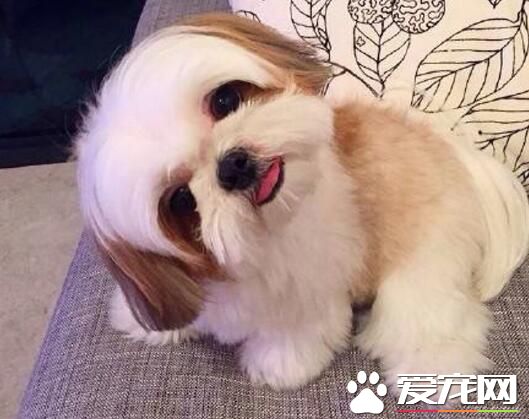 西施犬什麼顏色好 一般是白色的比較好