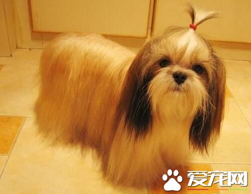 西施犬什麼顏色好 一般是白色的比較好
