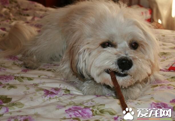 西施犬壽命多長 西施犬的壽命在12到14年