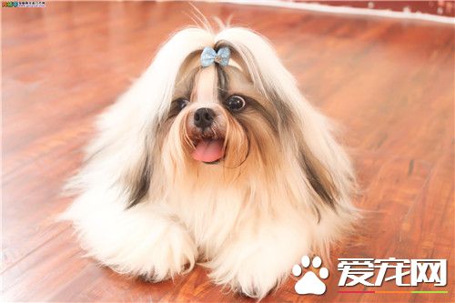 西施犬什麼顏色好 一般是白色的比較好