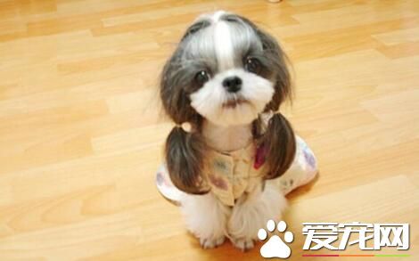 西施犬身長 西施犬的理想尺寸是9到10