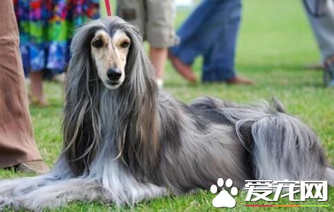 阿富汗獵犬幼犬喂養 阿富汗犬的護理方法