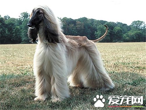 阿富汗獵犬又名什麼 阿富汗獵犬又名喀布爾犬