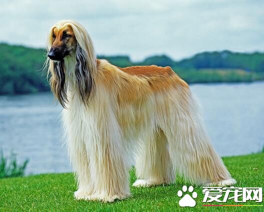 阿富汗獵犬又名什麼 阿富汗獵犬又名喀布爾犬