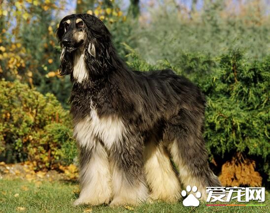 阿富汗獵犬幼犬喂養 阿富汗犬的護理方法