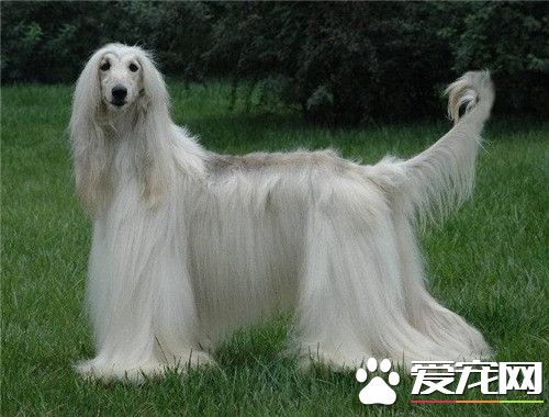 阿富汗獵犬有什麼毛病 阿富汗獵犬的缺點