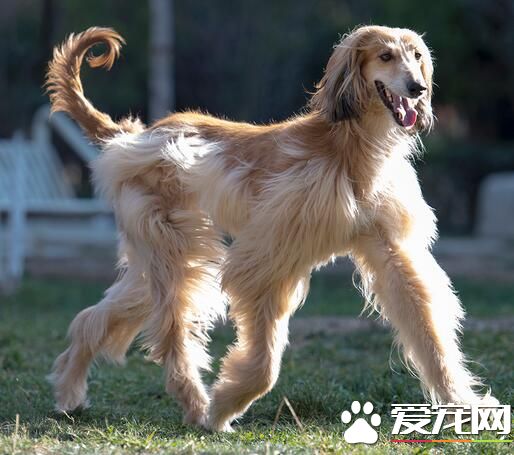 阿富汗獵犬又名什麼 阿富汗獵犬又名喀布爾犬