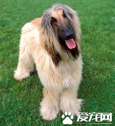 阿富汗獵犬有什麼毛病 阿富汗獵犬的缺點