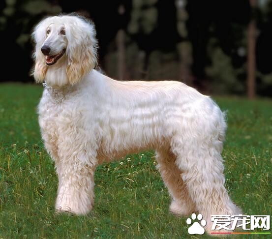 阿富汗獵犬有幾種顏色 阿富汗犬喜歡玩什麼