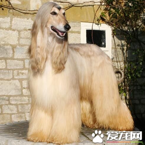 阿富汗獵犬有什麼毛病 阿富汗獵犬的缺點