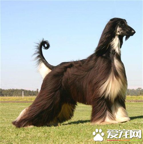 阿富汗獵犬有幾種顏色 阿富汗犬喜歡玩什麼