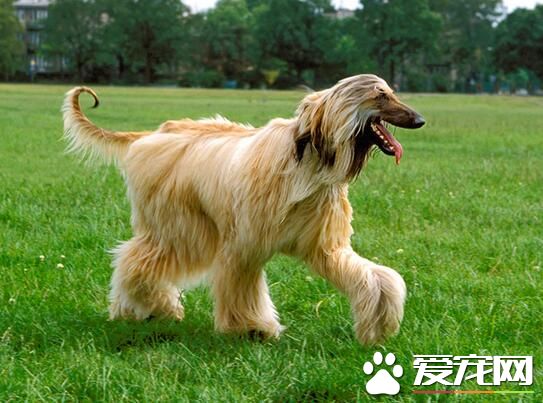 阿富汗獵犬用什麼香波 怎麼給阿富汗挑選沐浴液