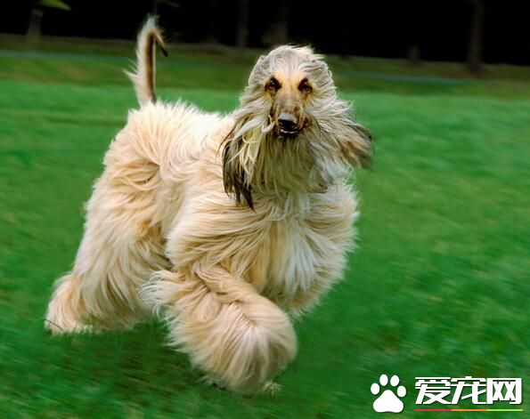 阿富汗獵犬用什麼香波 怎麼給阿富汗挑選沐浴液