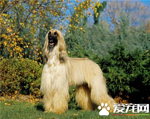 阿富汗獵犬用什麼香波 怎麼給阿富汗挑選沐浴液