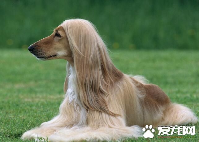 阿富汗獵犬用來干什麼 主要用於追蹤狩獵