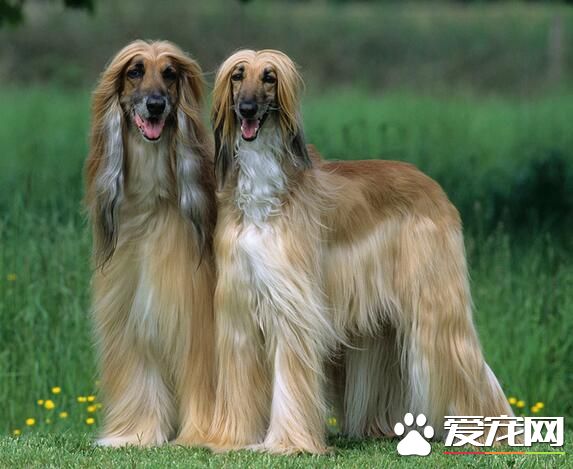 阿富汗獵犬用來干什麼 主要用於追蹤狩獵