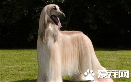 阿富汗獵犬用來干什麼 主要用於追蹤狩獵