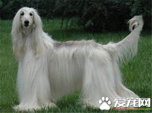 阿富汗獵犬咬不咬人 一般情況下是不會咬人