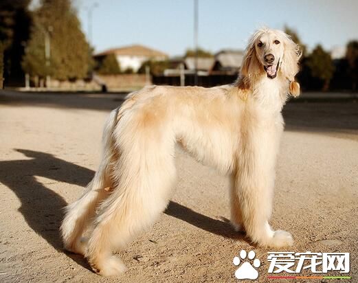 阿富汗獵犬咬不咬人 一般情況下是不會咬人
