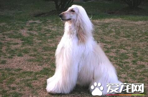 阿富汗獵犬咬不咬人 一般情況下是不會咬人