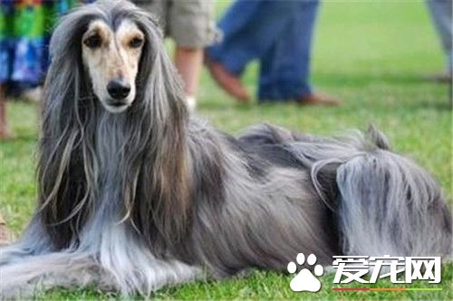 阿富汗獵犬養護 阿富汗獵犬好不好養呢